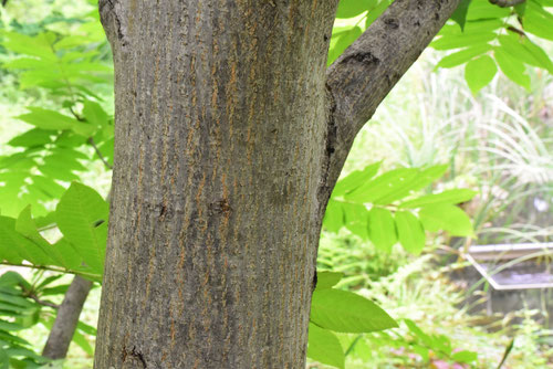 Japanese wingnut,trunk