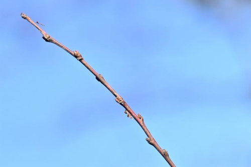 庭梅,ニワウメ,リンショウバイ,にわうめ