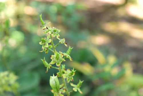 実,種子,あおやぎそう,アオヤギソウ,青柳草