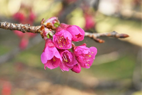 ２月に咲く花