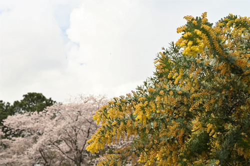 ２月に咲く黄色い植物