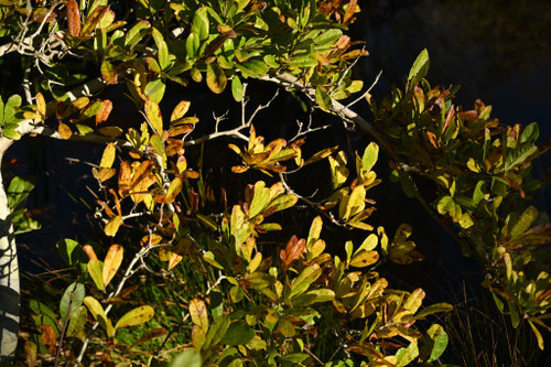 シデコブシの黄葉,しでこぶし