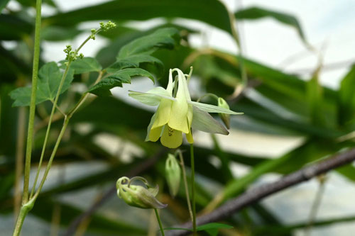 きばなやまおだまき,花が黄色いオダマキ,野草
