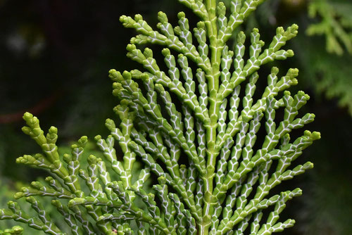 ヒノキの葉っぱ,ひのき,写真,植物