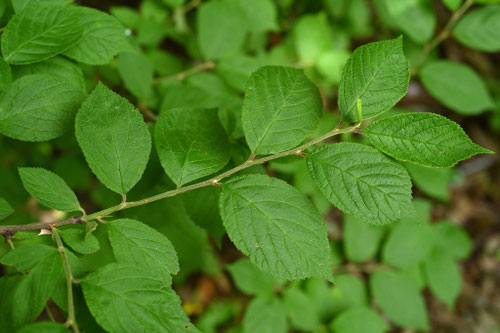 花,ユスラウメ,ゆすらうめ,植物
