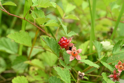 ナワシロイチゴ