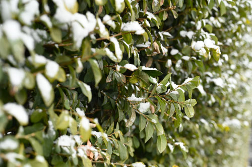 トキワマンサクの木,雪が降っても大丈夫か