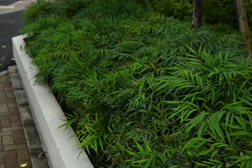 マホニアコンフューサ 植え込み