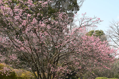Flowering trees in August in March in Japan