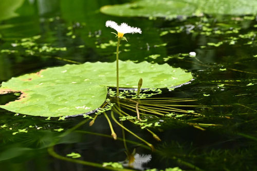 ががぶた,水草,鏡蓋,ガガブタ