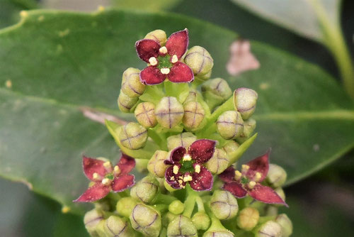 アオキ,あおき,植物, 植木,花