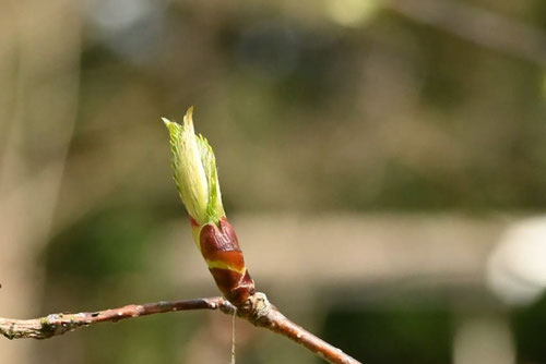 よぐそみねばりの木,ミズメ,みずめ,樹木,植物