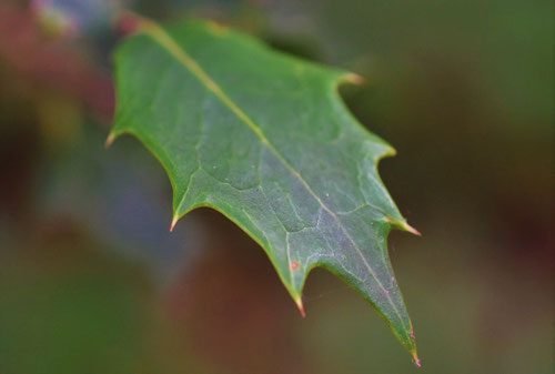 柊,ひいらぎの木の葉っぱ.ヒイラギ