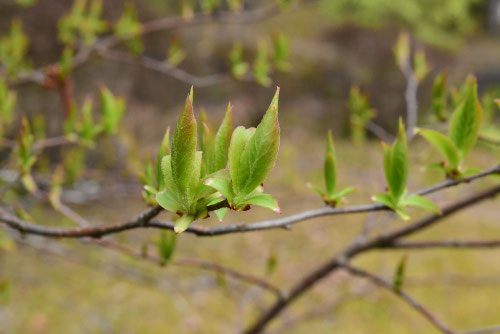 ナツハゼ（夏櫨） - 庭木図鑑 植木ペディア