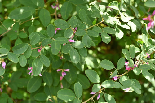 みやぎのはぎ,葉,ミヤギノハギ,植物