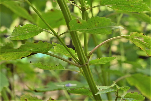 帆掛草,山鳥草,茎