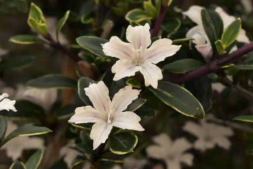 白鳥花の雌花,ハクチョウゲ