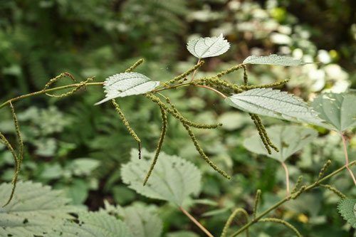 藪に生える大きな雑草