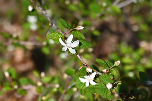ニガイチゴ,にがいちご,植物