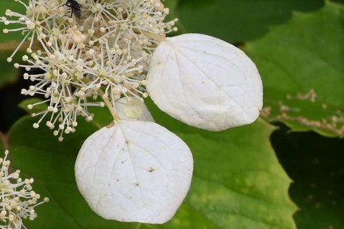 ゆきかずら,植物