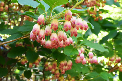 風鈴躑躅,花,特徴,ふうりんつつじ,さらさどうだん