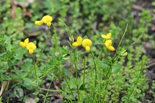 花の時期