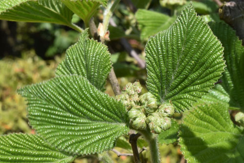 ガマズミ,ツボミ,画像,がまずみ