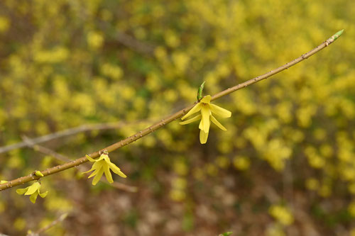 やまとれんぎょう,大和連翹,植物,やまとれんぎょう
