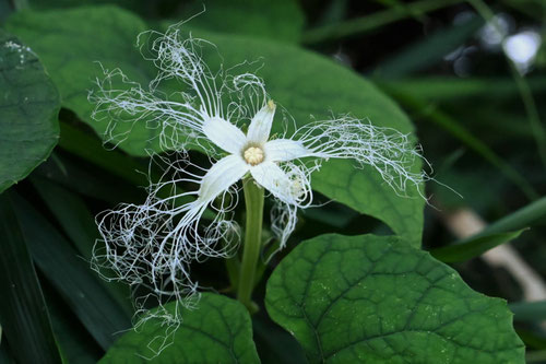 おばな,カラスウリ,からすうり