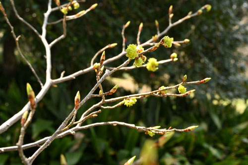 ３月に咲く木の花,黄色