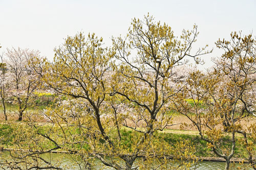 クヌギの花,橡