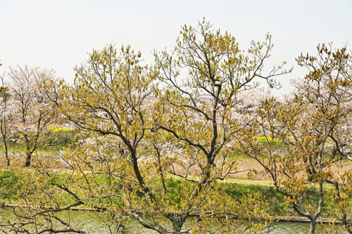 クヌギの花,くぬぎの木,橡