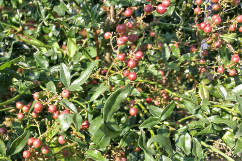 南天の木,ナンテンの品種,種類,なんてん