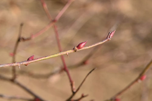 きいちごの木,モミジイチゴ,植物,もみじいちご