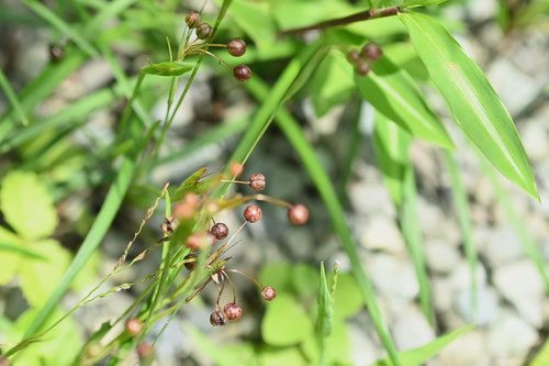 庭石菖,にわぜきしょう,ニワゼキショウ