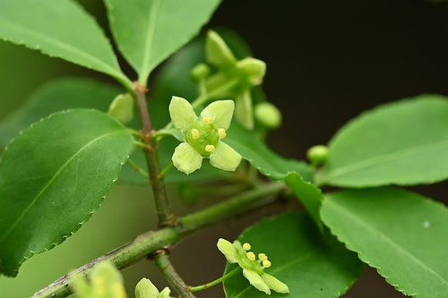ニシキギの雄花,雌花,にしきぎ