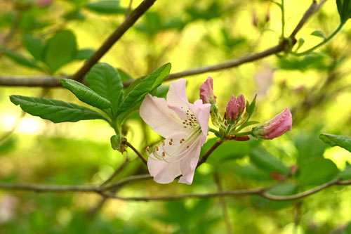 くろふねつつじ,開花時期