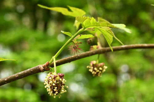 ヒメコウゾの木の花,ひめこうぞ,姫楮
