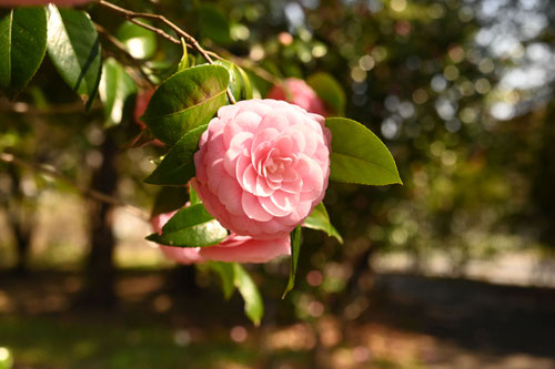 おとめつばき,花