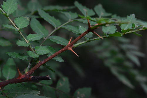 Japanese pepper tree