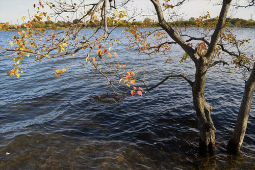ナンキンハゼ,なんきんはぜ,樹木,南京櫨