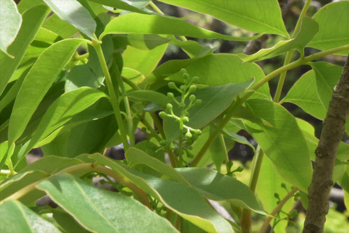 ハゼの木,蝋の木,蕾,はぜのき,ハゼノキ