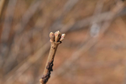 ガマズミ,ヨツズミ,がまずみ,芽