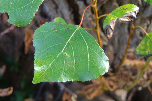 leaf of poplar