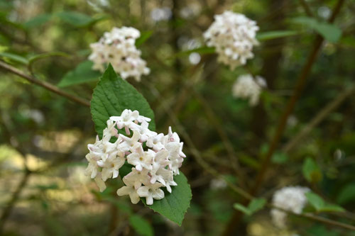 5月に咲く花,樹木