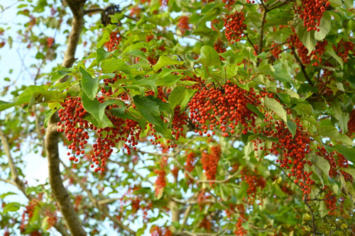 ブドウみたいな赤い実