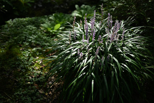 藪らん,草