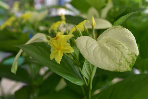 ハンカチノキに似た木　植物