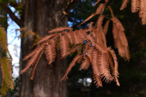 メタセコイア,落ち葉,めたせこいあ