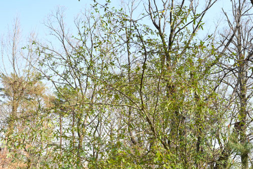 ふゆざんしょう,フユザンショウ